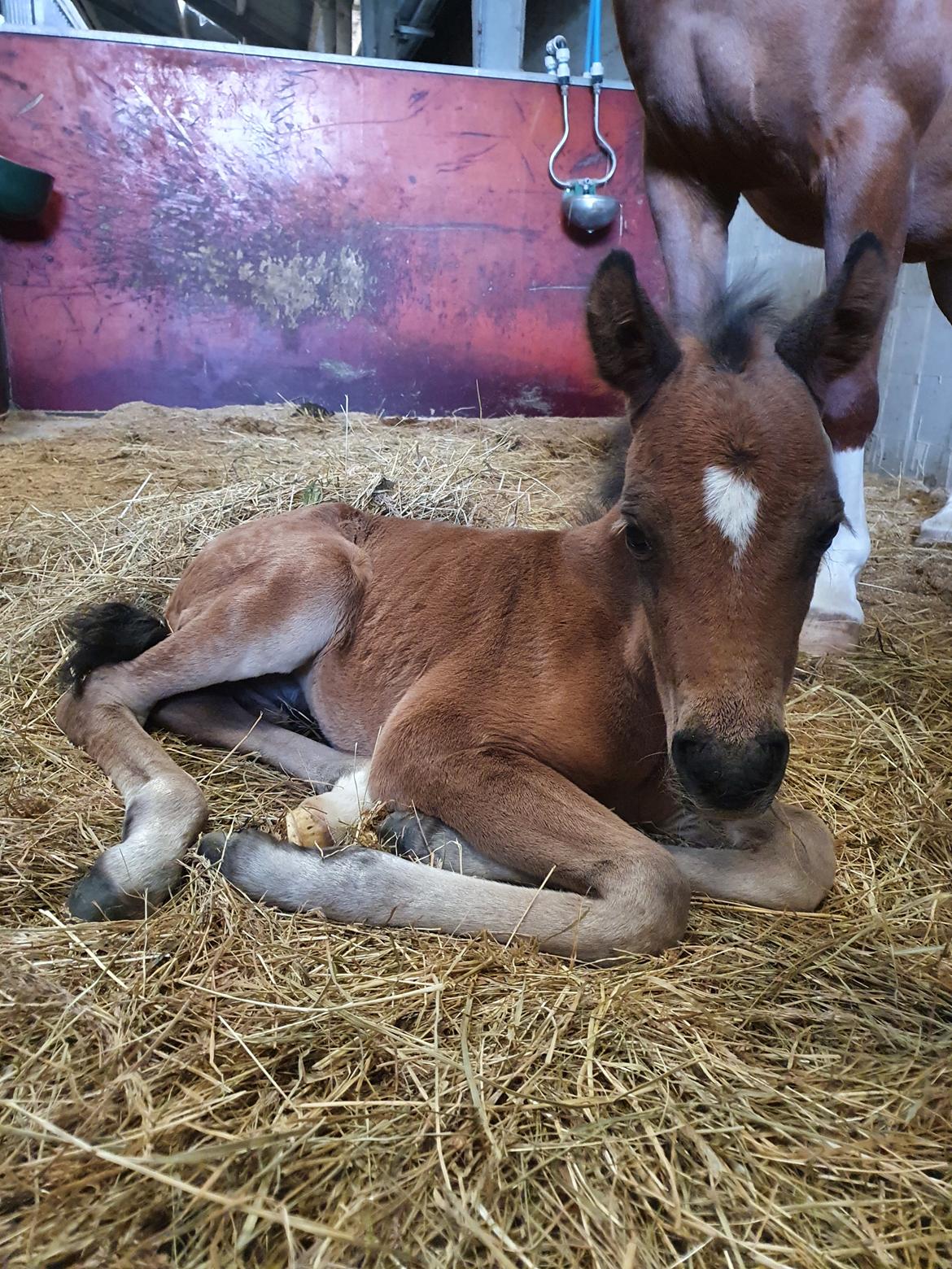 Anden særlig race Harbogaards Skumfidus billede 7