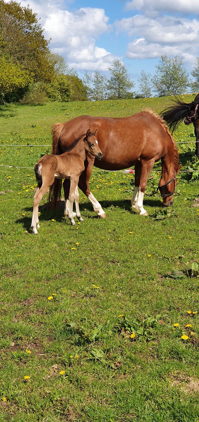 Anden særlig race Harbogaards Skumfidus billede 4