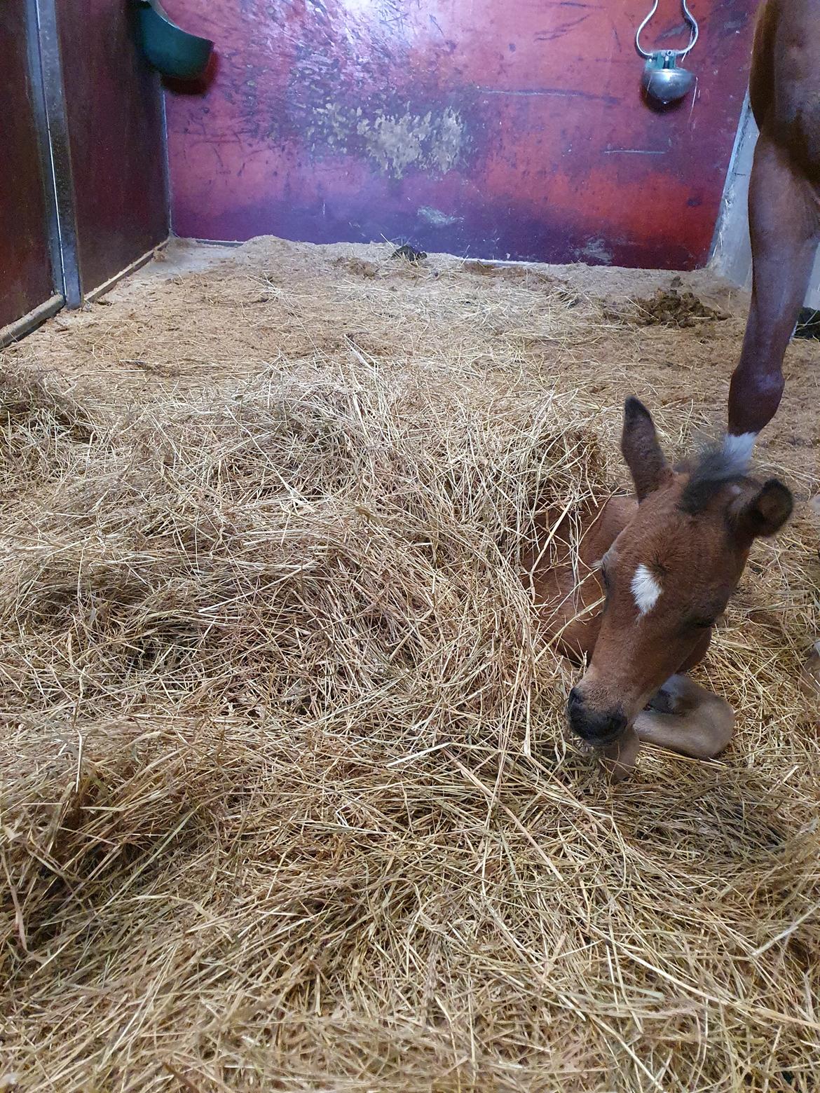 Anden særlig race Harbogaards Skumfidus billede 6