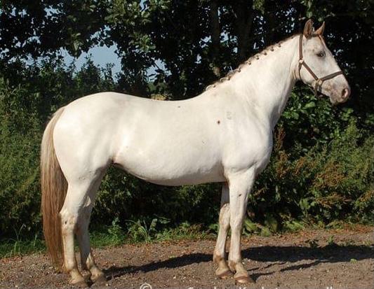 Knabstrupper Sanders Belinda billede 1