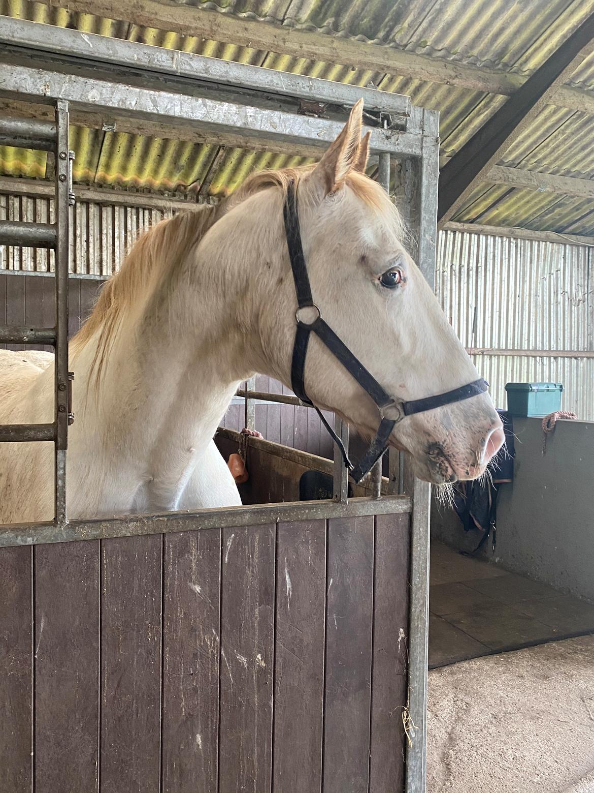 Knabstrupper Sanders Belinda billede 2