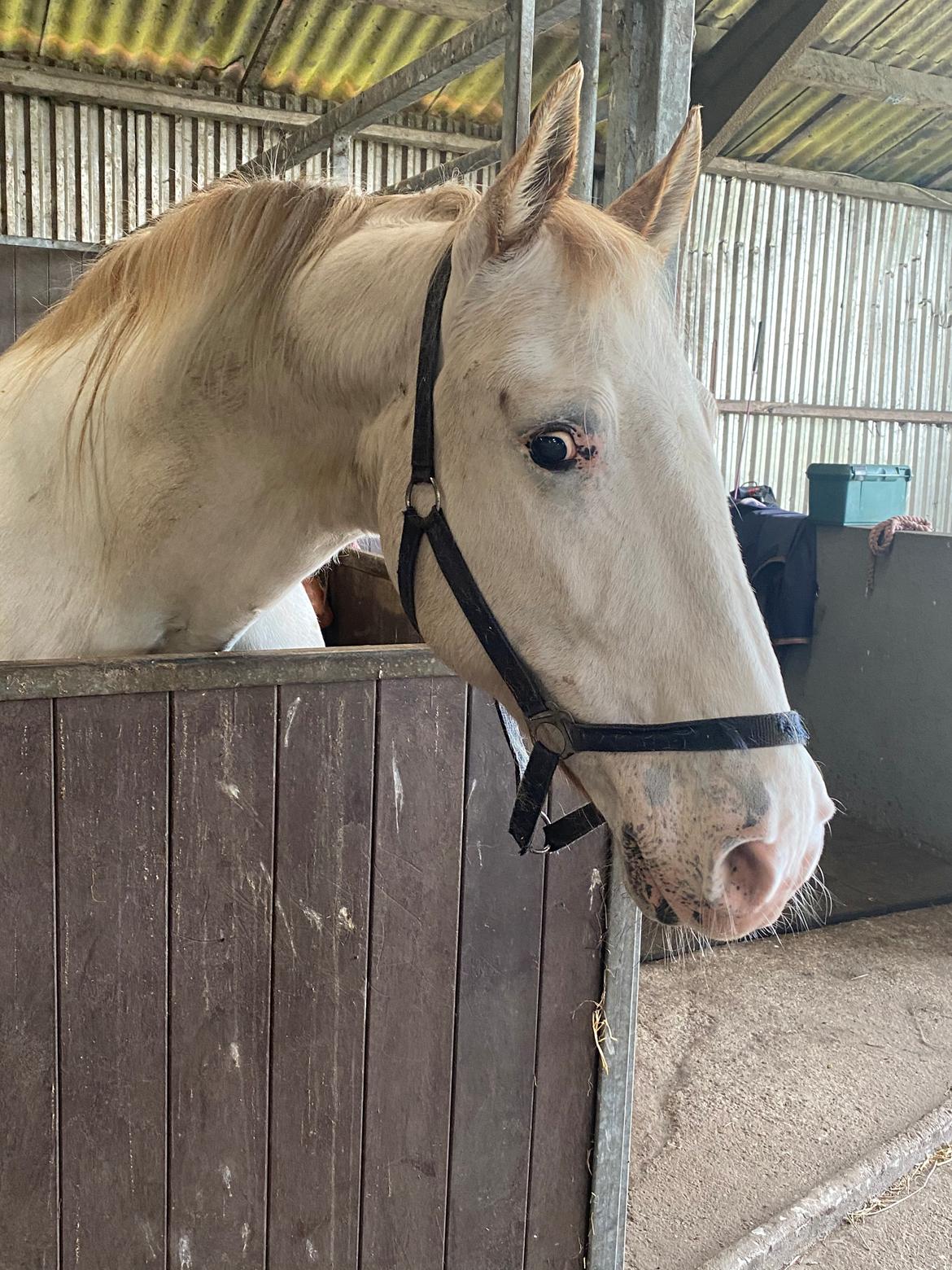 Knabstrupper Sanders Belinda billede 3