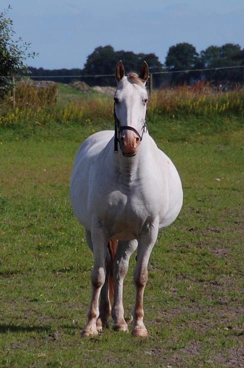 Knabstrupper Sanders Belinda billede 4