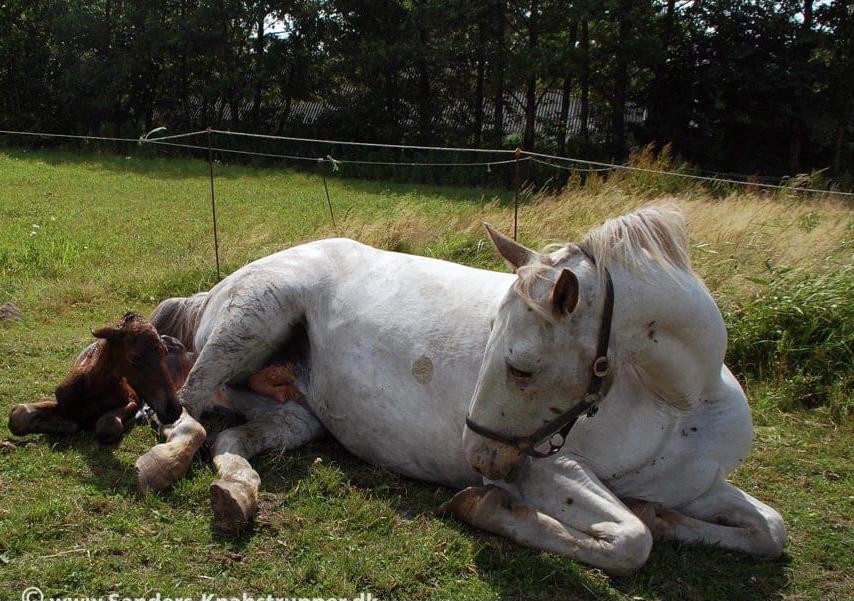 Knabstrupper Sanders Belinda billede 5