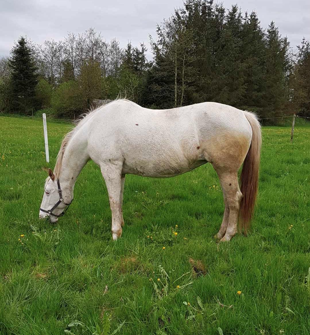 Knabstrupper Sanders Belinda billede 6