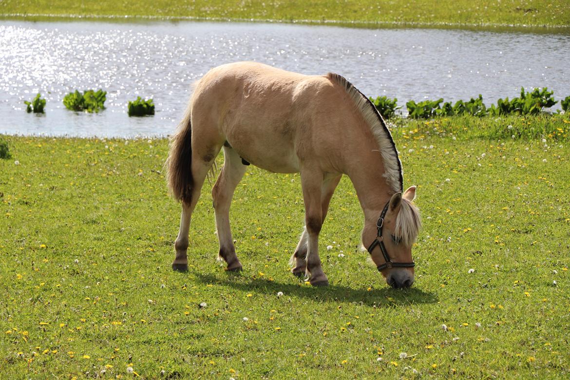 Fjordhest Østerskov's Jeppe - Maj 2021 billede 19