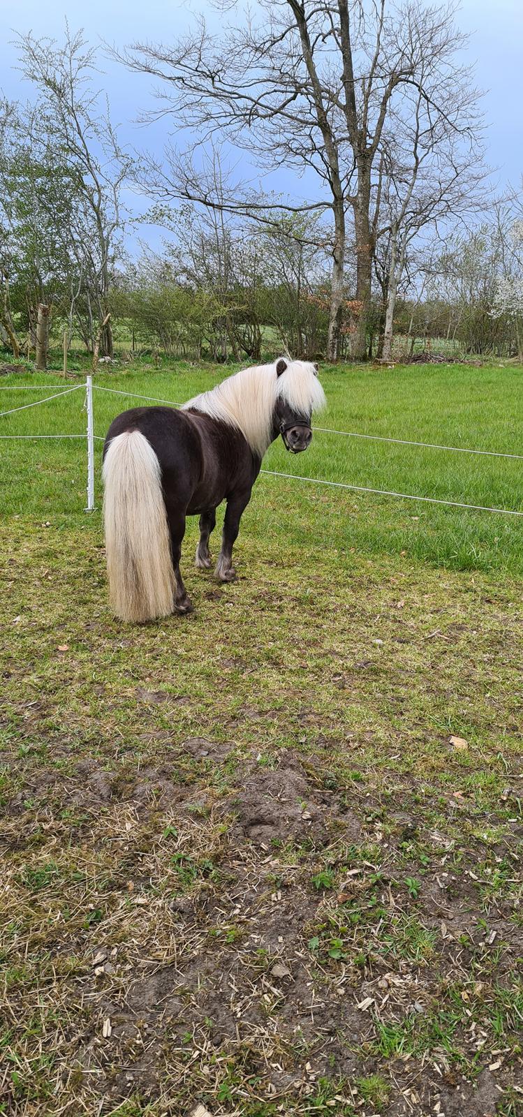 Shetlænder Silver billede 20