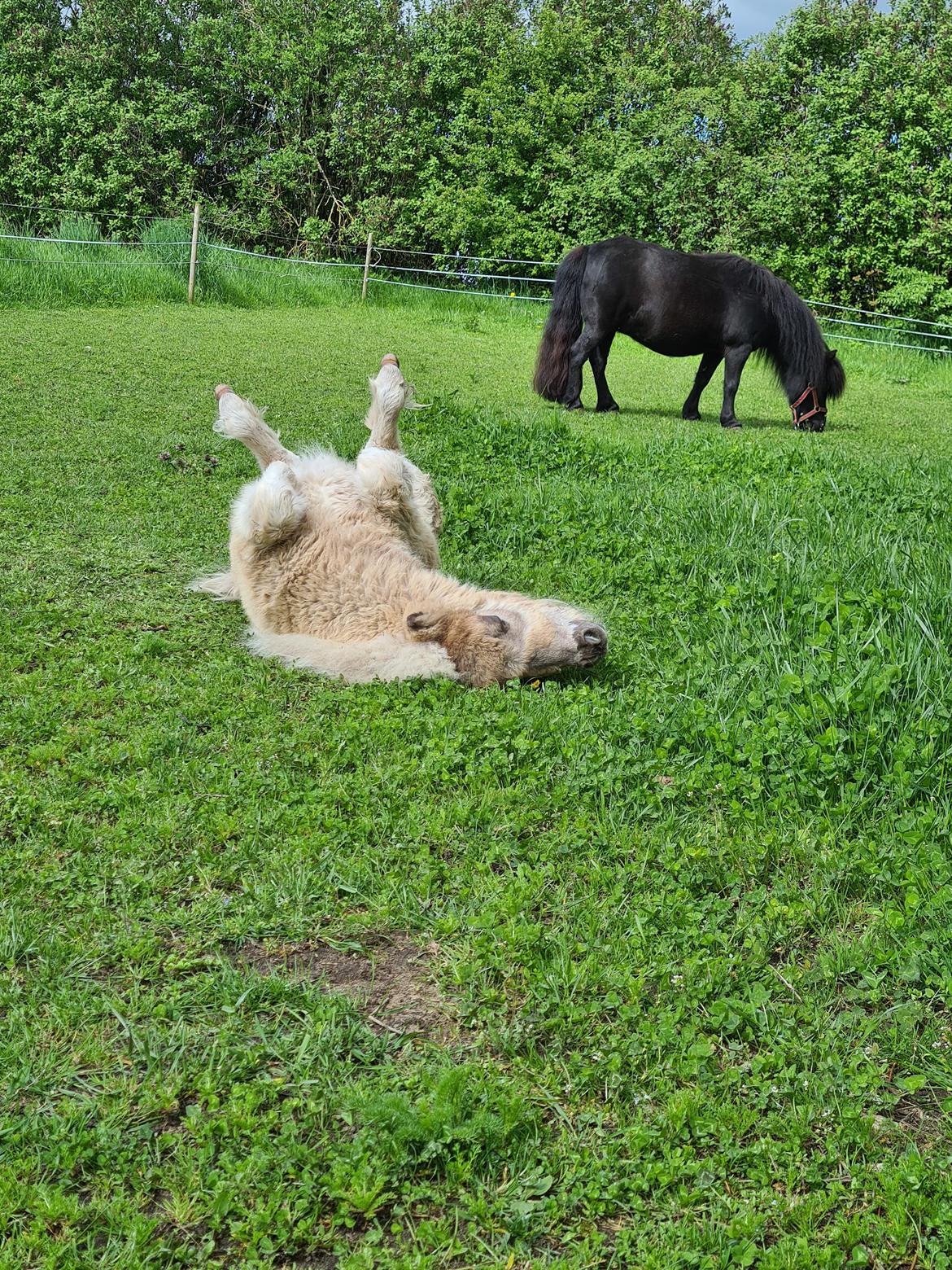 Shetlænder Glory A Bacoon billede 15