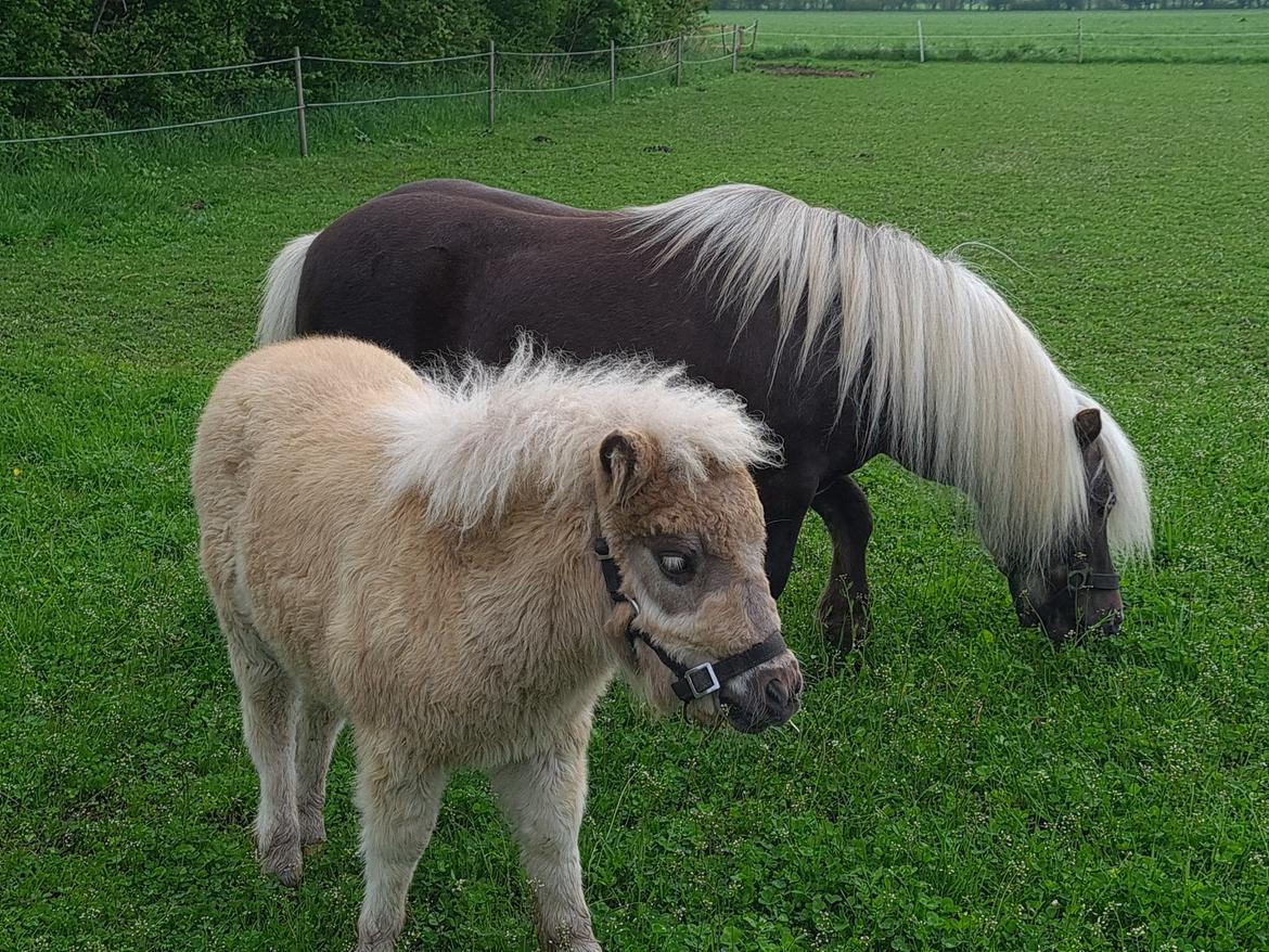Shetlænder Glory A Bacoon billede 16