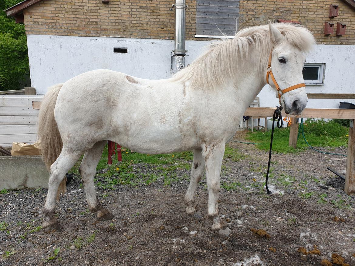 Islænder Stikla fra Midtgård billede 23