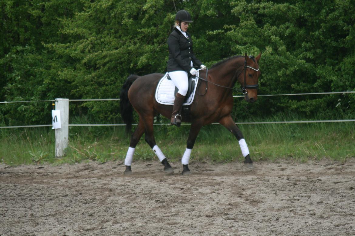 Anden særlig race Gniden (Tops) - stævne 22 maj 2021 billede 1