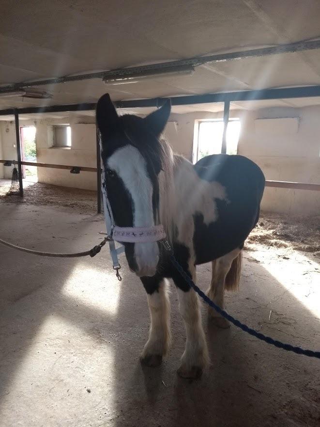 Irish Cob Angela billede 11