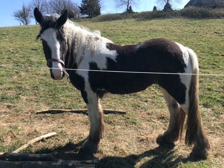 Irish Cob Angela billede 12