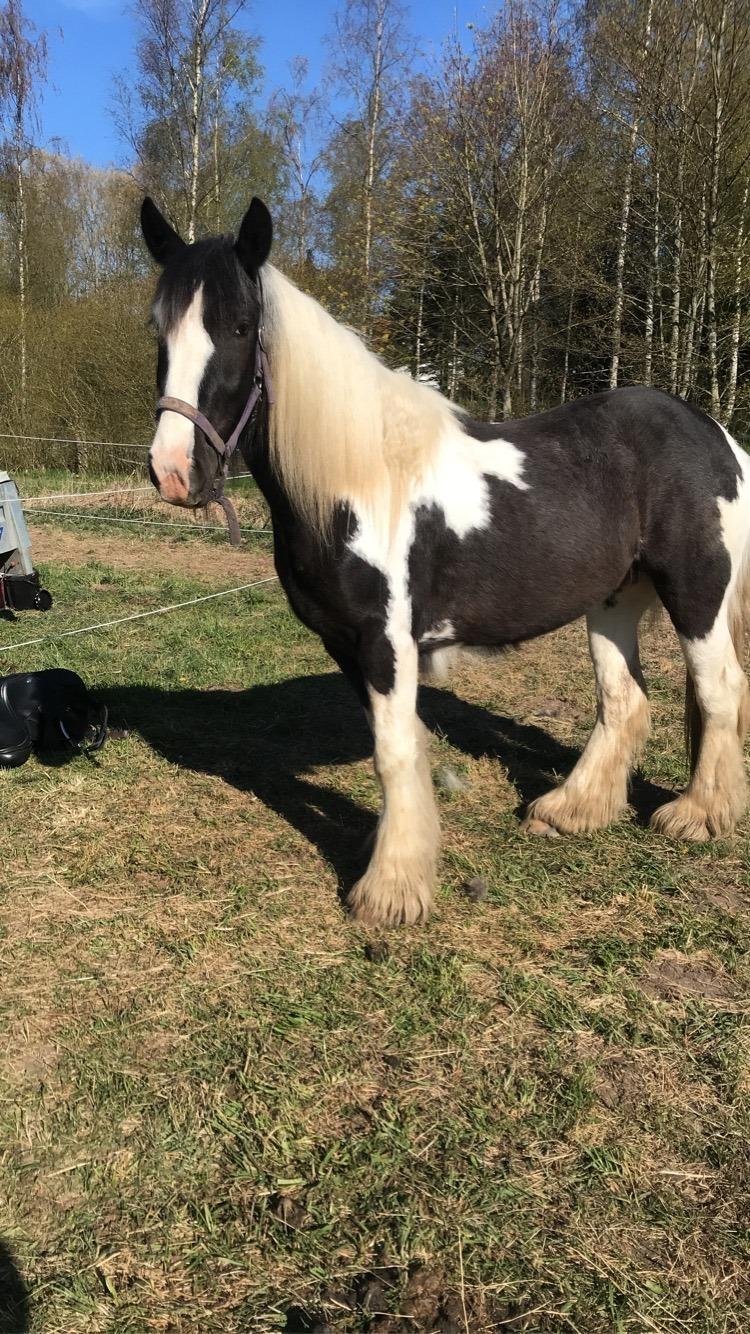 Irish Cob Angela billede 13