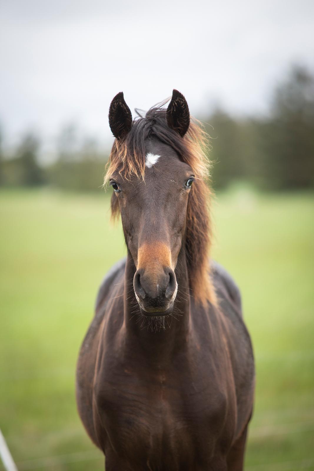 Knabstrupper Ingemanns Tahiti - 13 måneder - 26 maj 2021 billede 3