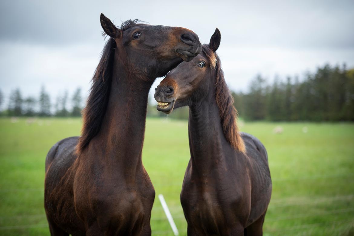 Knabstrupper Ingemanns Tahiti - Cuba & Tahiti leger... Tahitis ansigtsudtryk er simpelthen for sjovt! 26 maj 2021 billede 17