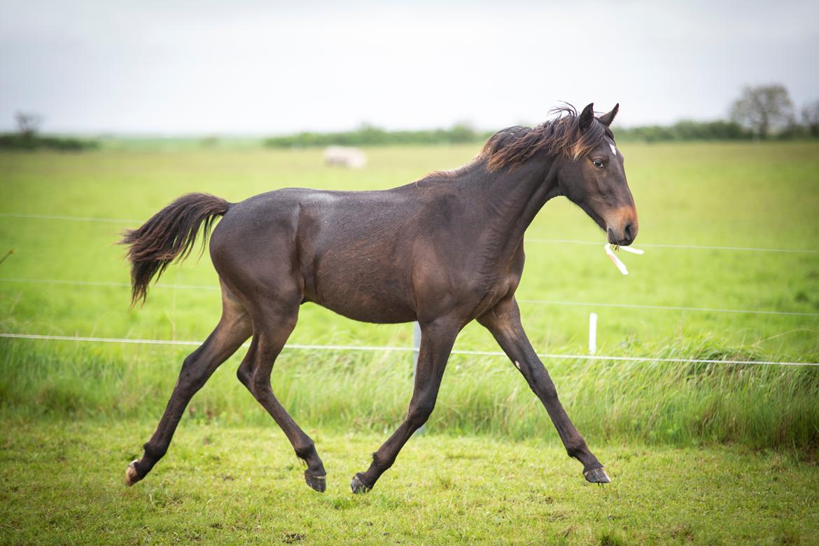 Knabstrupper Ingemanns Tahiti - 13 måneder - 26 maj 2021 billede 19