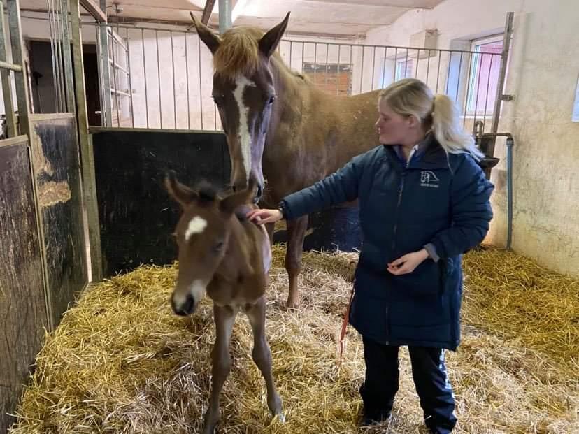 Dansk Varmblod CK' Kimberly Star - 26/5-21 - Første møde med Cassiopeia og kimberly efter hun havde folet billede 5