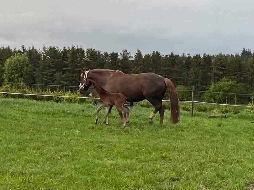 Dansk Varmblod CK' Kimberly Star - 26/5-21 - Første gang ude i det fri billede 7
