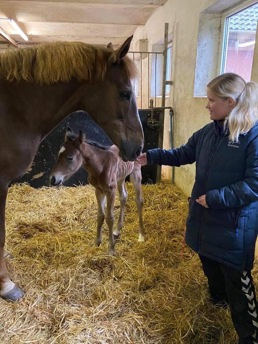 Dansk Varmblod CK' Kimberly Star - 26/5-21 - Første møde med Cassiopeia og kimberly efter hun havde folet billede 4