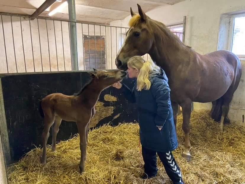 Dansk Varmblod CK' Kimberly Star - D.26/5-21 - Kimberly er ikke engang 24 timer gammel på billedet billede 1
