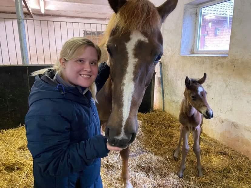 Dansk Varmblod CK' Kimberly Star - 26/5-21 - Første møde med Cassiopeia og kimberly efter hun havde folet billede 3
