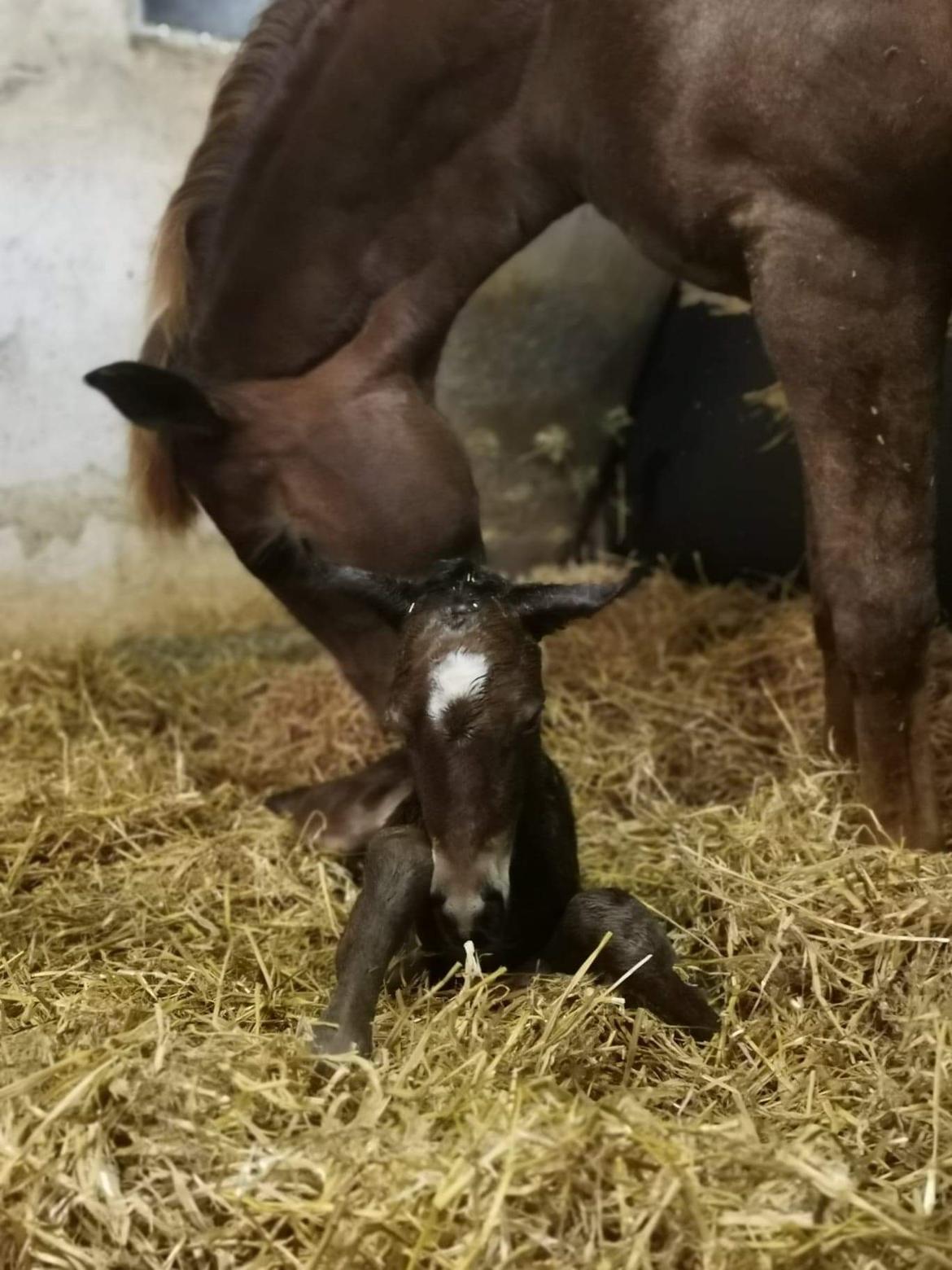 Dansk Varmblod CK' Kimberly Star - 25/5-21 - Kimberly er lige kommet til verden kl.22.45 billede 2