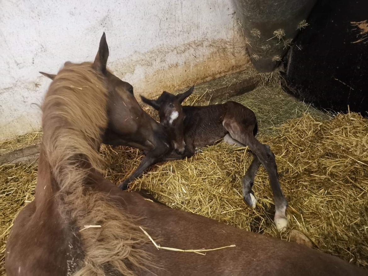 Dansk Varmblod CK' Kimberly Star - 25/5-21 - En meget træt Cassiopeia men også glad for Kimberly billede 6