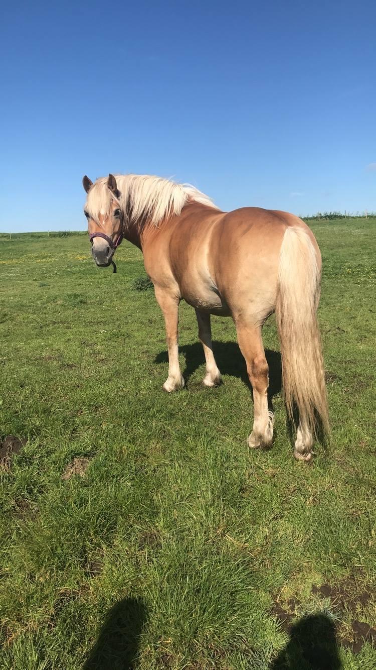 Haflinger Tøttrupgårds Baica billede 1