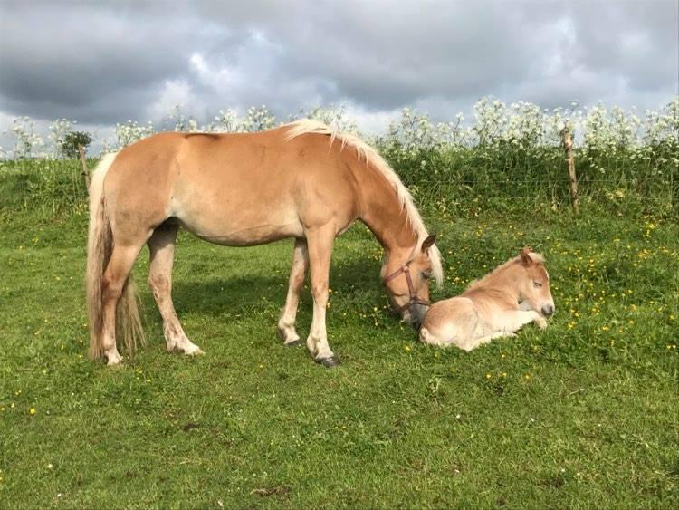 Haflinger Tøttrupgårds Baica - Baica og hendes føl. billede 3