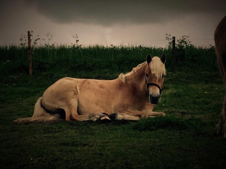 Haflinger Tøttrupgårds Baica billede 4