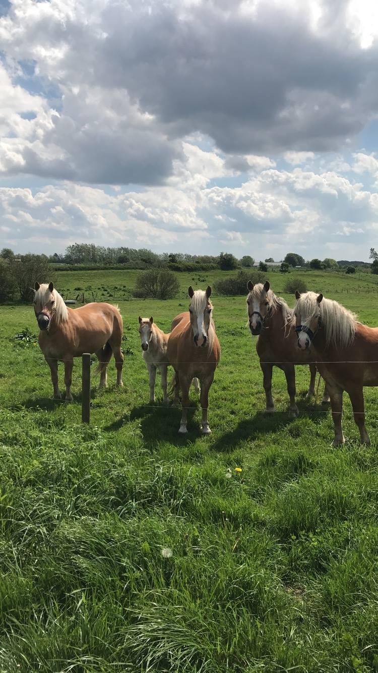 Haflinger Tøttrupgårds Baica - Baica og hendes skønne venner. En dejlig velafbalanceret flok. billede 5