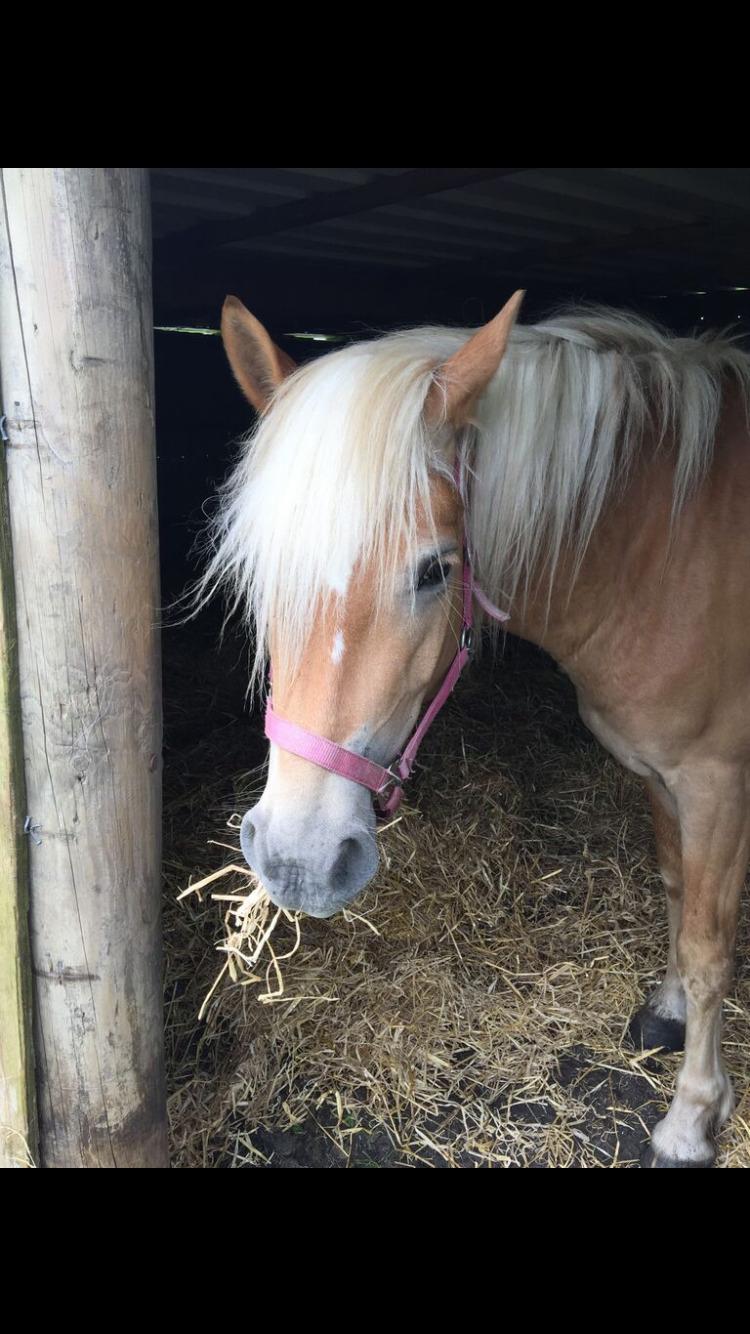 Haflinger Tøttrupgårds Baica - Når der er fluer er det skønt at gå i skuret og spise. billede 6