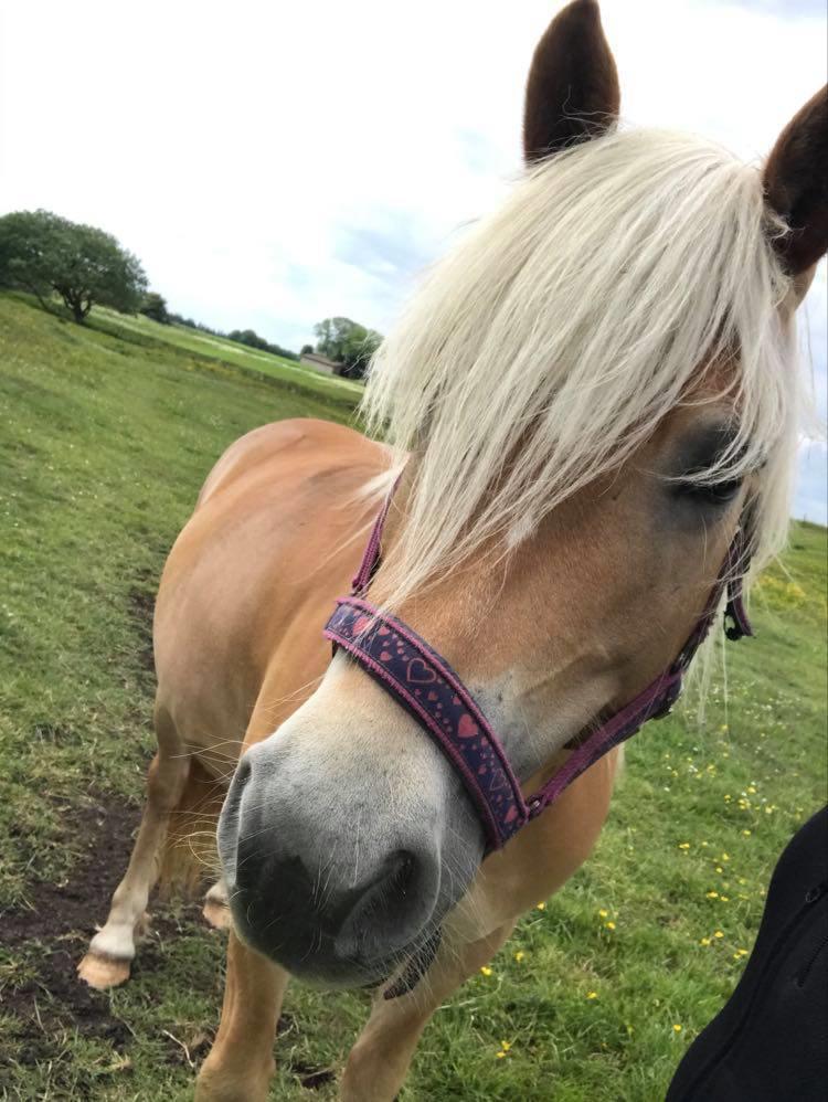 Haflinger Tøttrupgårds Baica billede 7