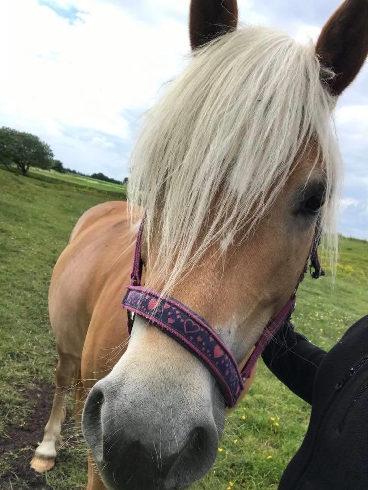 Haflinger Tøttrupgårds Baica billede 8