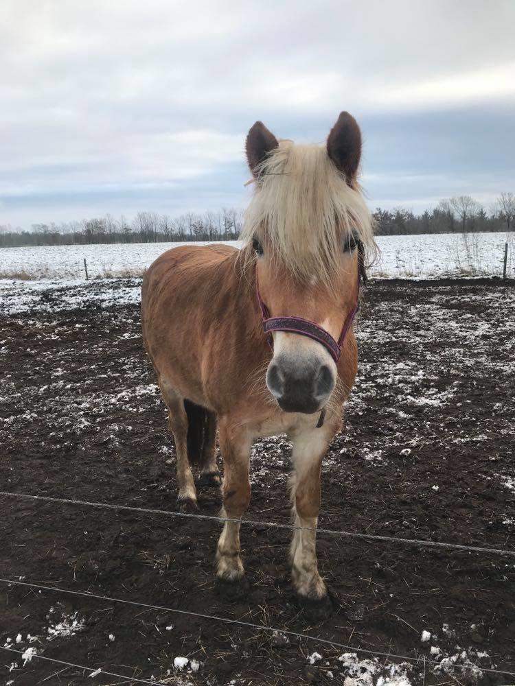 Haflinger Tøttrupgårds Baica - Mudderbadning er det bedste i verden. billede 9