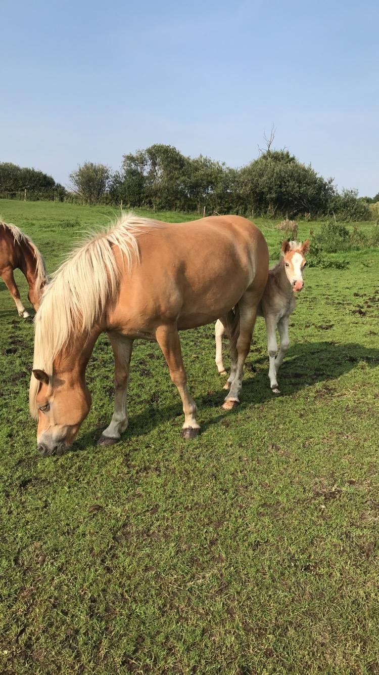 Haflinger Tøttrupgårds Baica - Biaca og hendes føl. billede 2