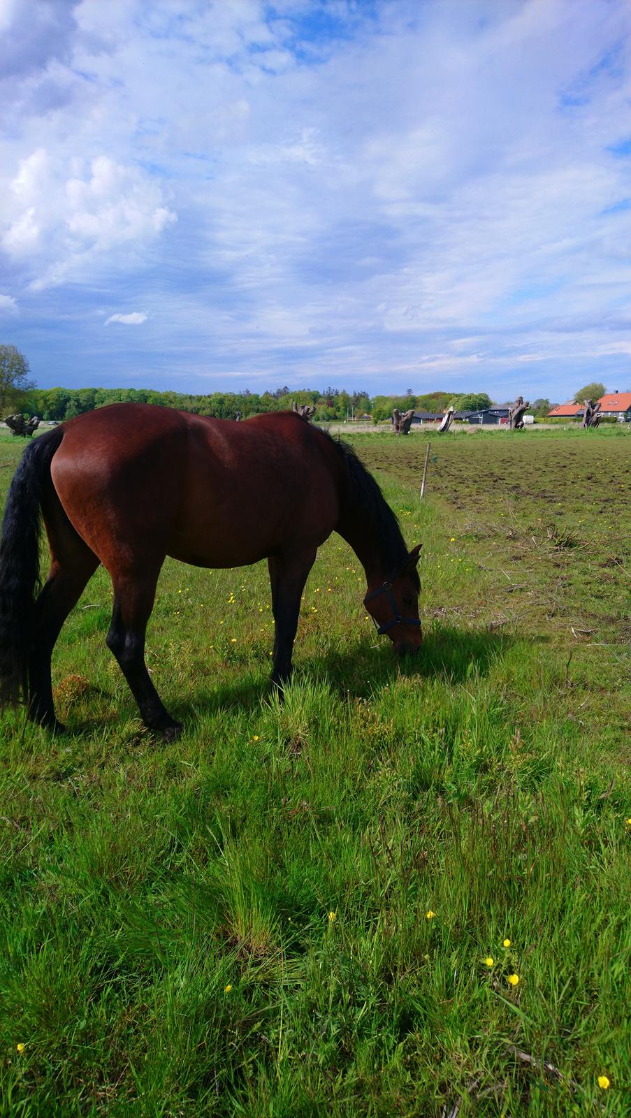 Anden særlig race Jolene billede 4