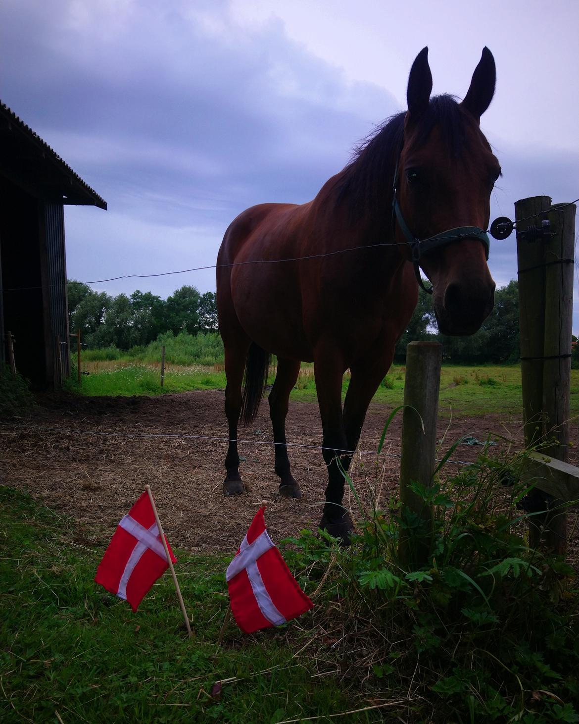 Anden særlig race Jolene billede 7