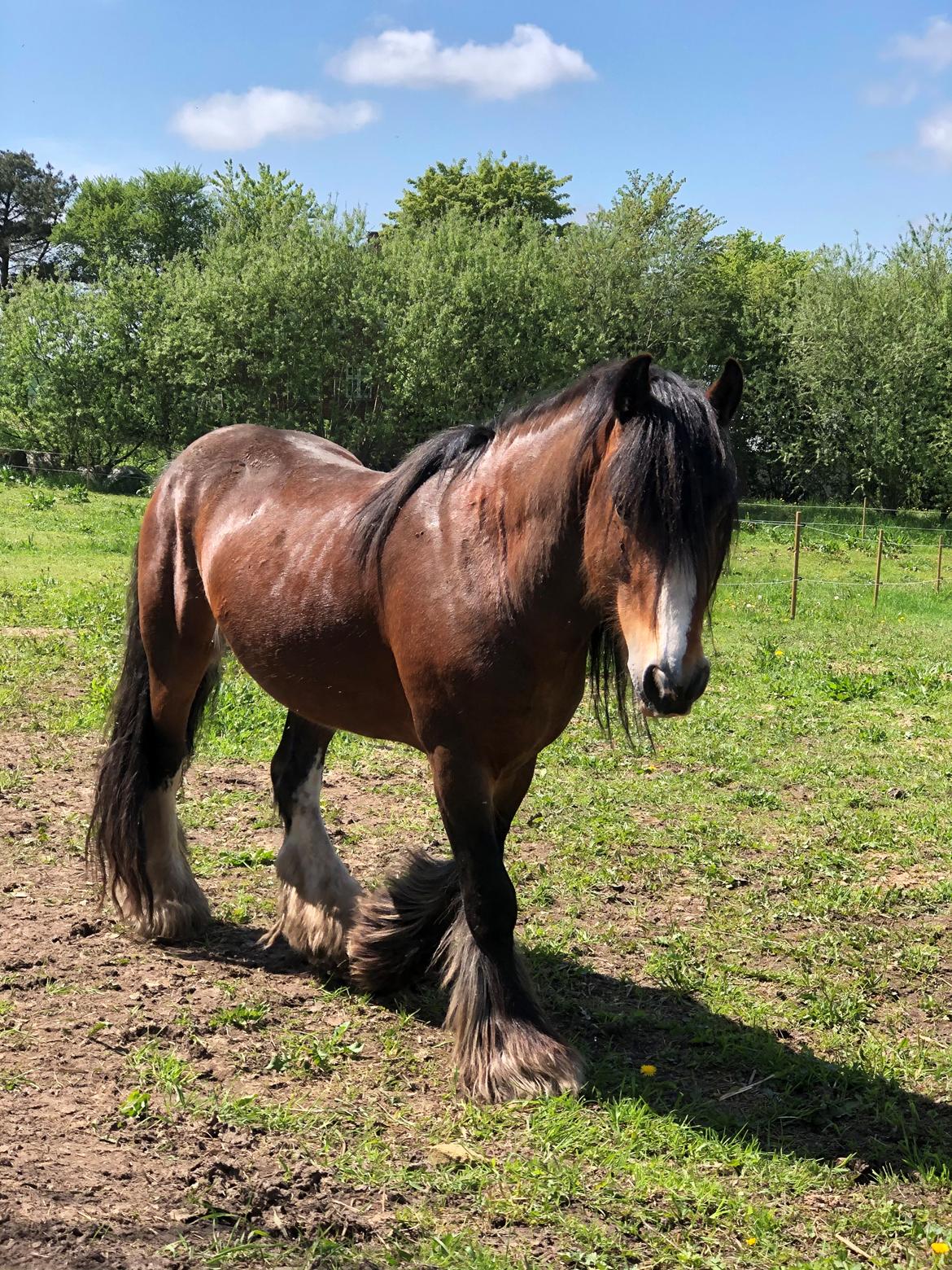 Irish Cob Lærkegaardens Ronan O'Riagain "solgt" billede 12