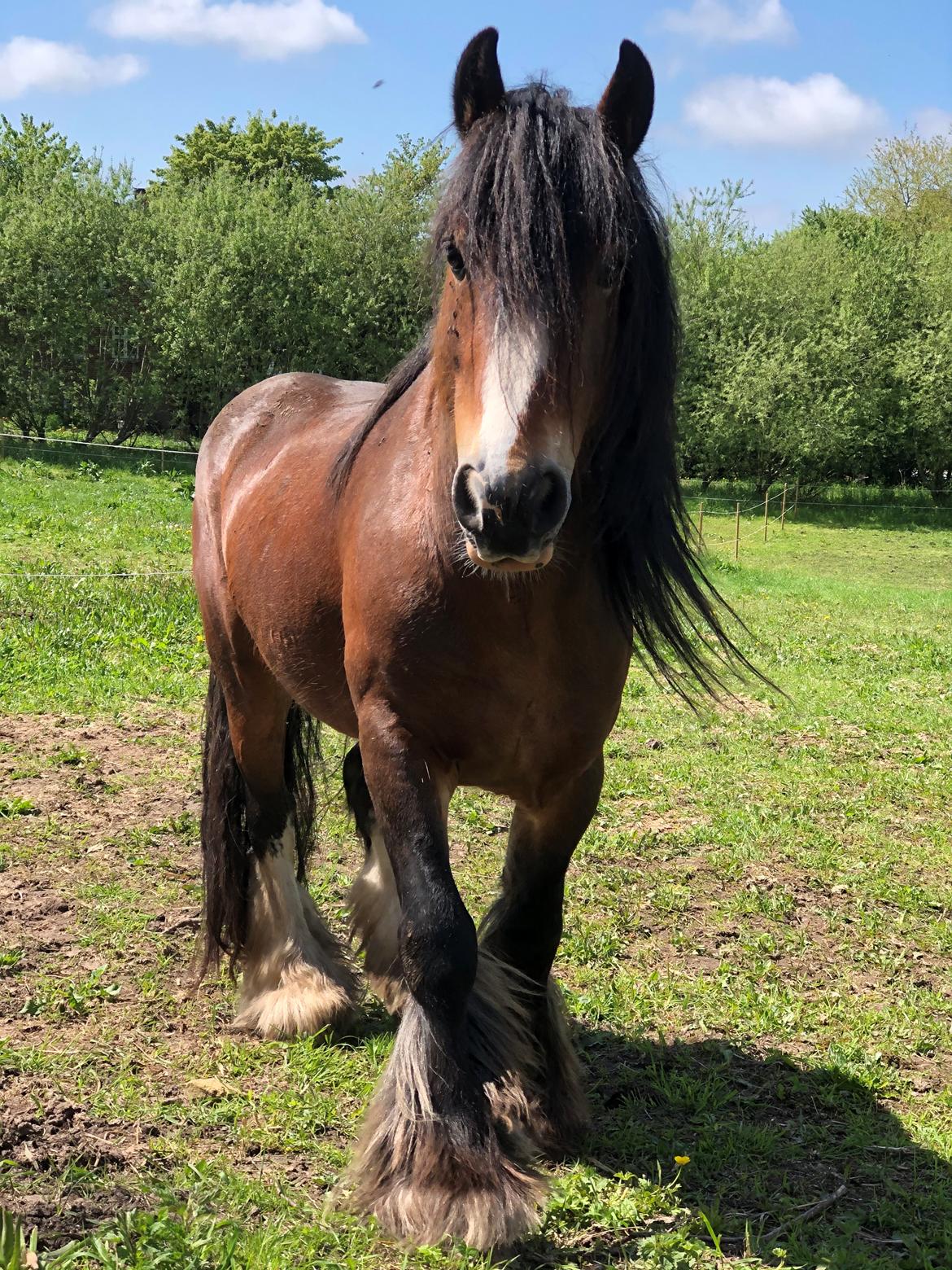 Irish Cob Lærkegaardens Ronan O'Riagain "solgt" billede 13