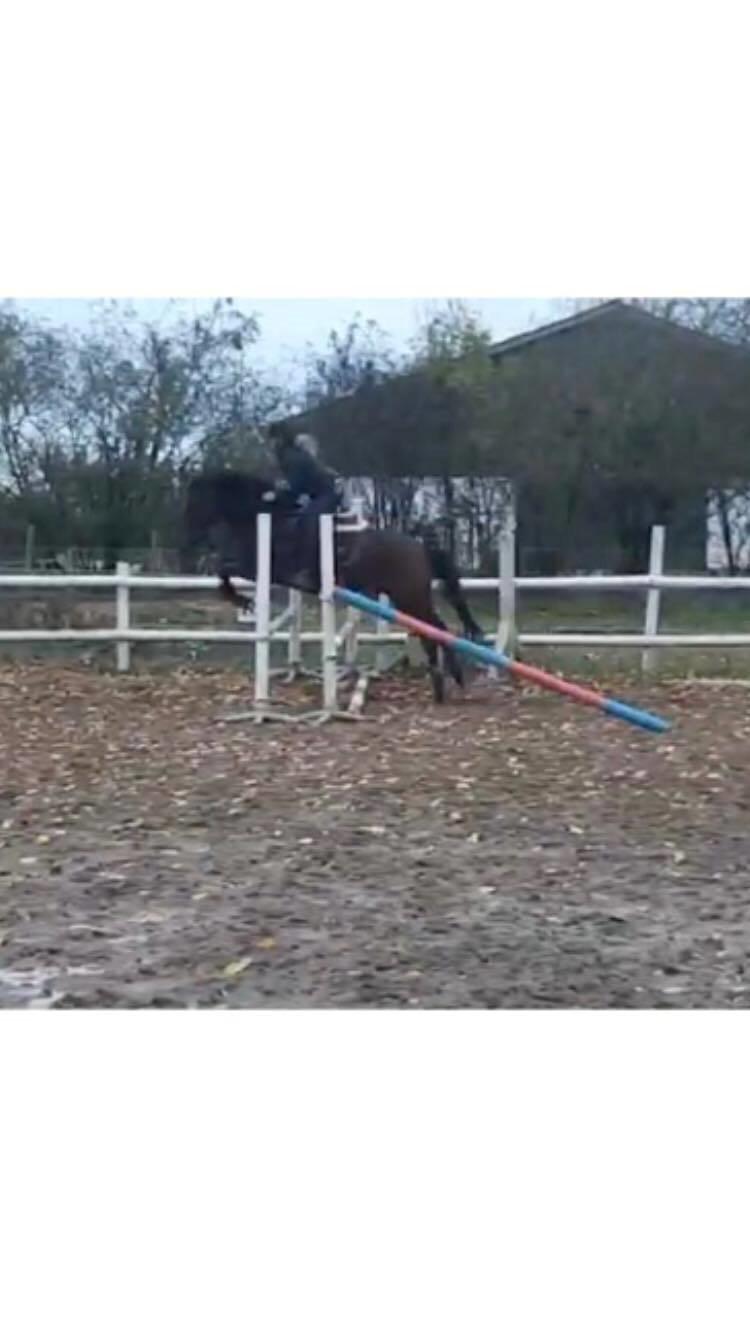 Anden særlig race Simba billede 15