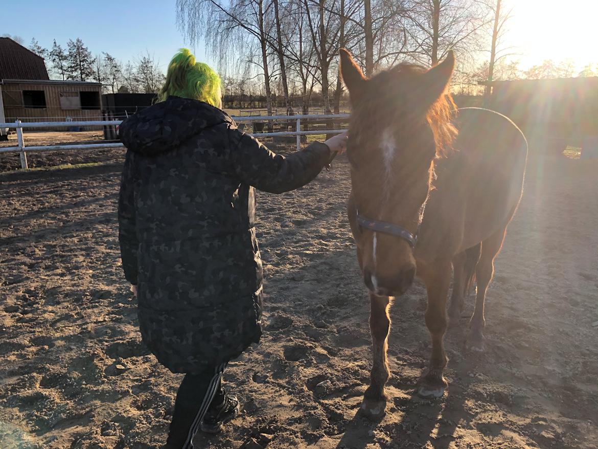 Anden særlig race Simba billede 20