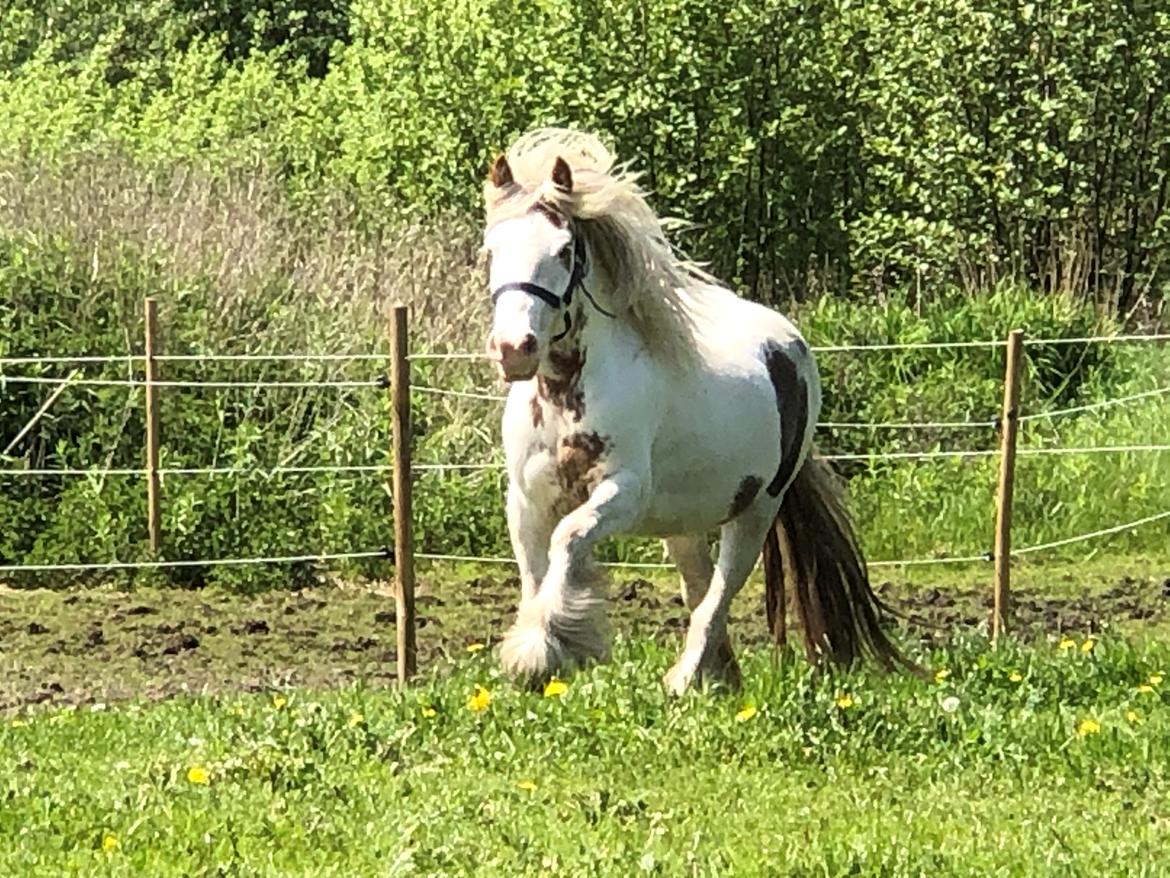 Irish Cob Lenders Wild Vinga billede 8