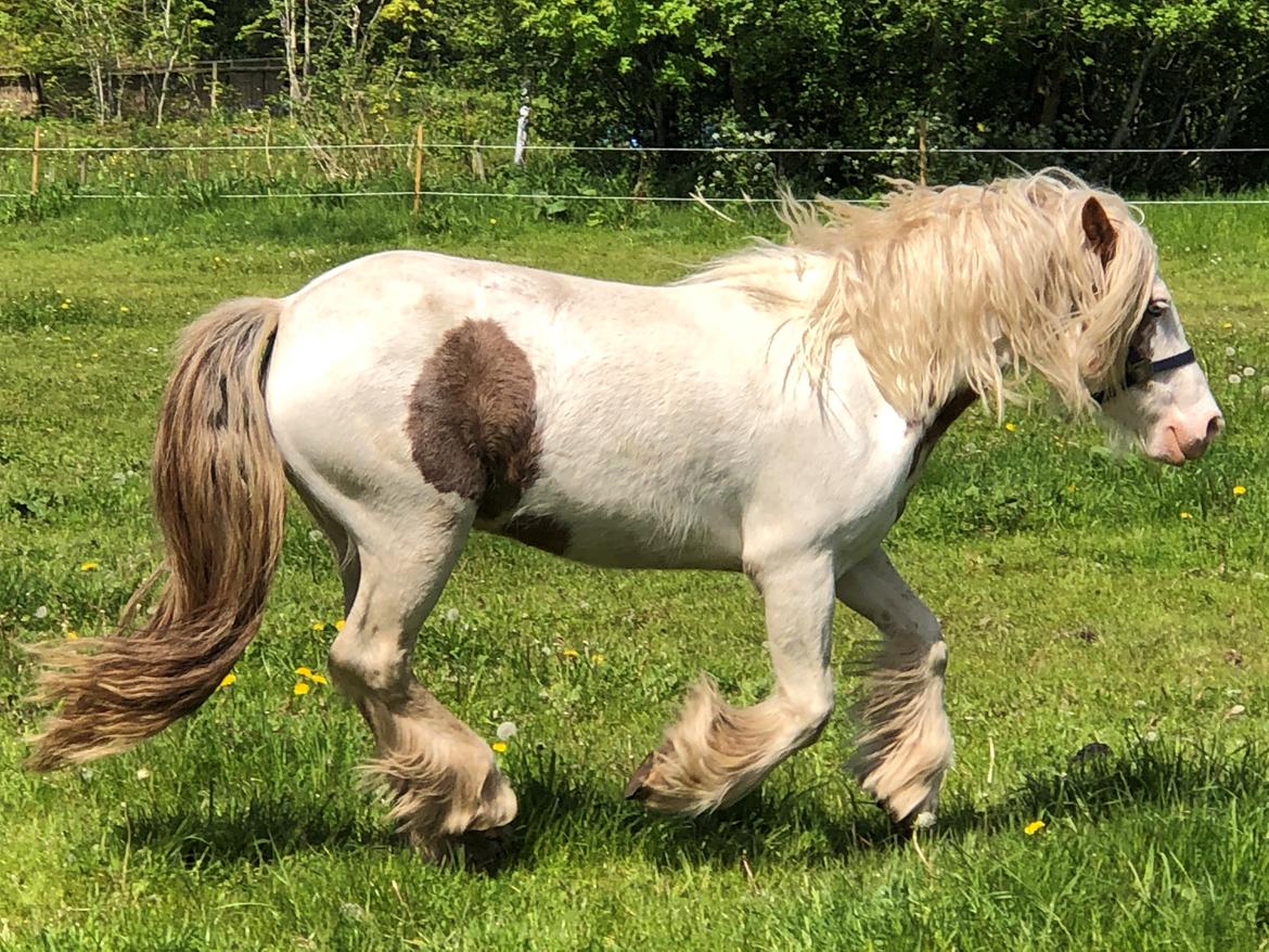 Irish Cob Lenders Wild Vinga billede 10