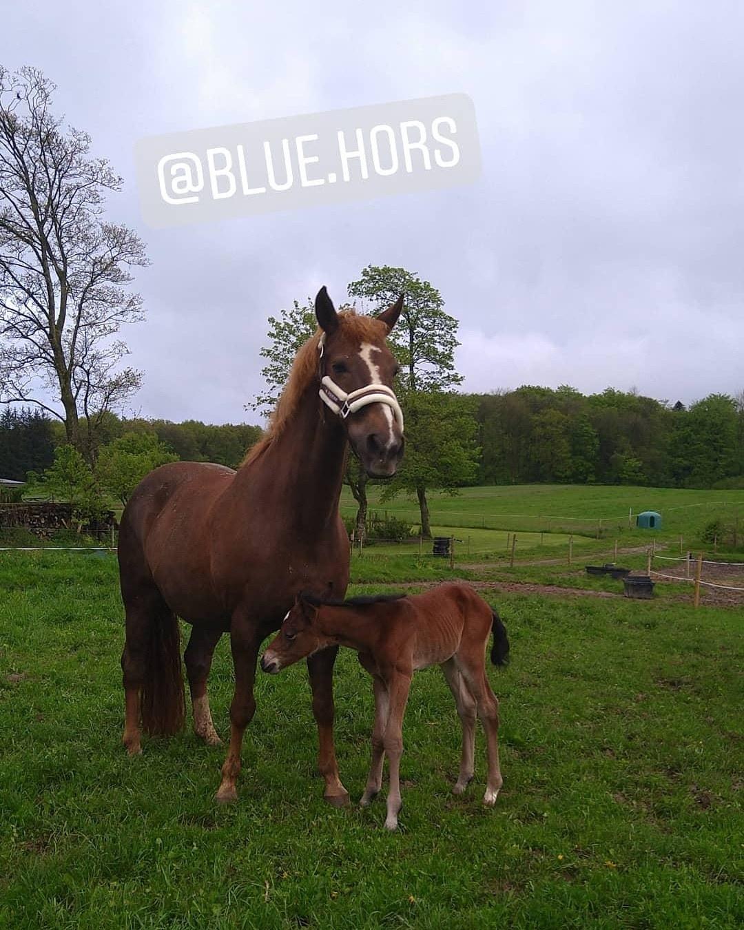 Dansk Varmblod CK' Kimberly Star - 26/5-21 - Første gang ude i det fri billede 8