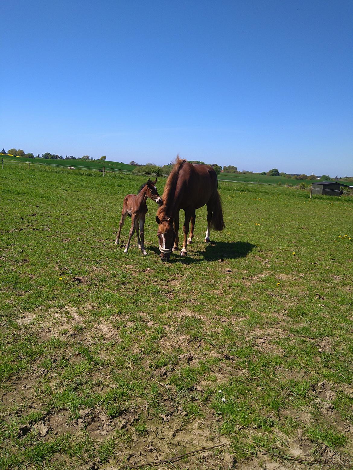 Dansk Varmblod CK' Kimberly Star - 29/5-21 - Cassiopeia og Kimberly nyder at være på græs billede 10