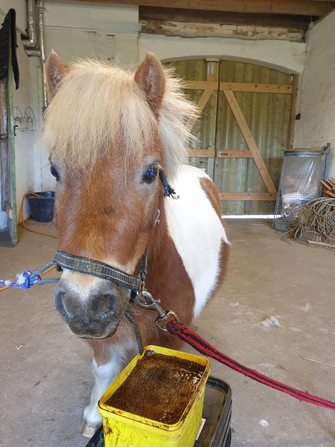 Anden særlig race Bob solgt  billede 11