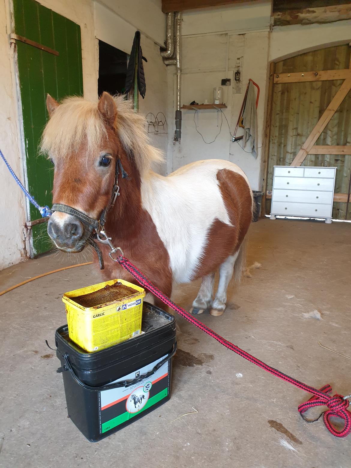 Anden særlig race Bob solgt  billede 12