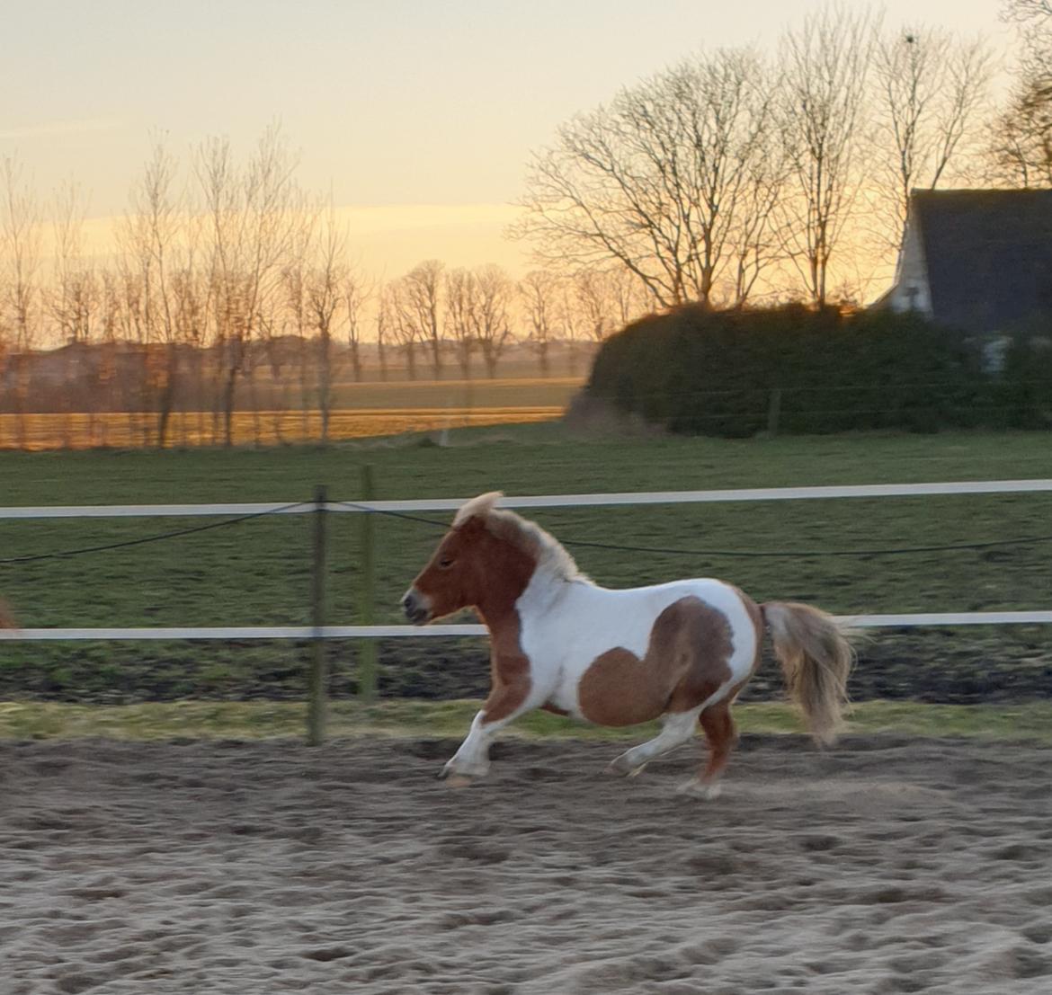 Anden særlig race Bob solgt  billede 13